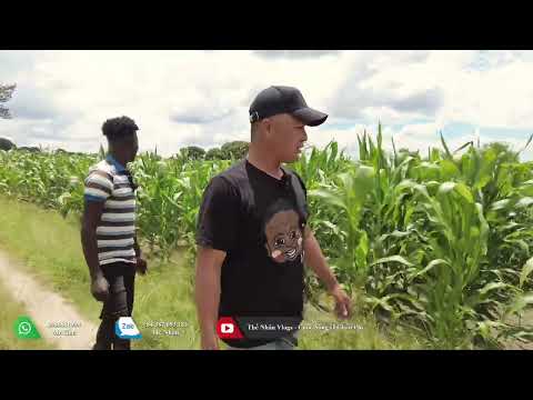 Thế Nhân || Simao Quá Bất Ngờ Với Món Quà Từ Tấm Lòng Của Người Việt Gửi Đến Em Nhân Ngày Tết .