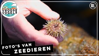 De pracht van kleine zeedieren | Radio | Vroege Vogels