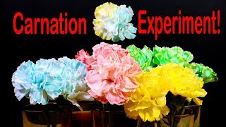 Celebrity Amazing Science Experiment: Coloring Flowers and Timelapse Wealth