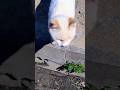 観覧注意🙇ヤバイ場面に出くわした チャンネル登録者5000人記念動画#Short#猫