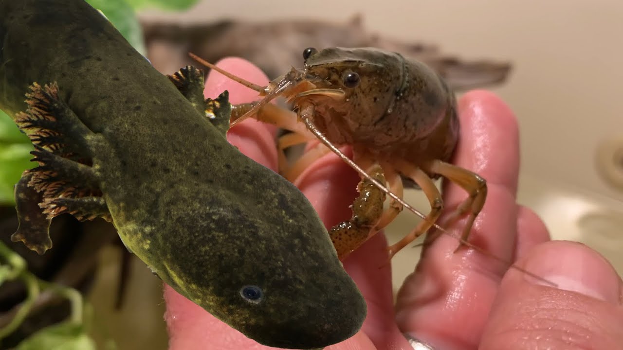 Finding more ALIENS and Crawfish at the Spillway (as pets) YouTube