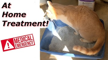 At Home Treatment for a Cat that Can