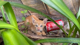 The kitten wandered the streets crying because he was lost and couldn't find his parents