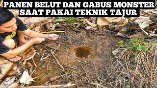 Siang Malam Pasang Tajur Dibelakang Rumah Langsung Panen Gabus Babon Dan Belut Monster