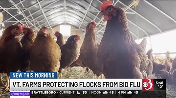 Vt. farms work to protect flocks from bird flu