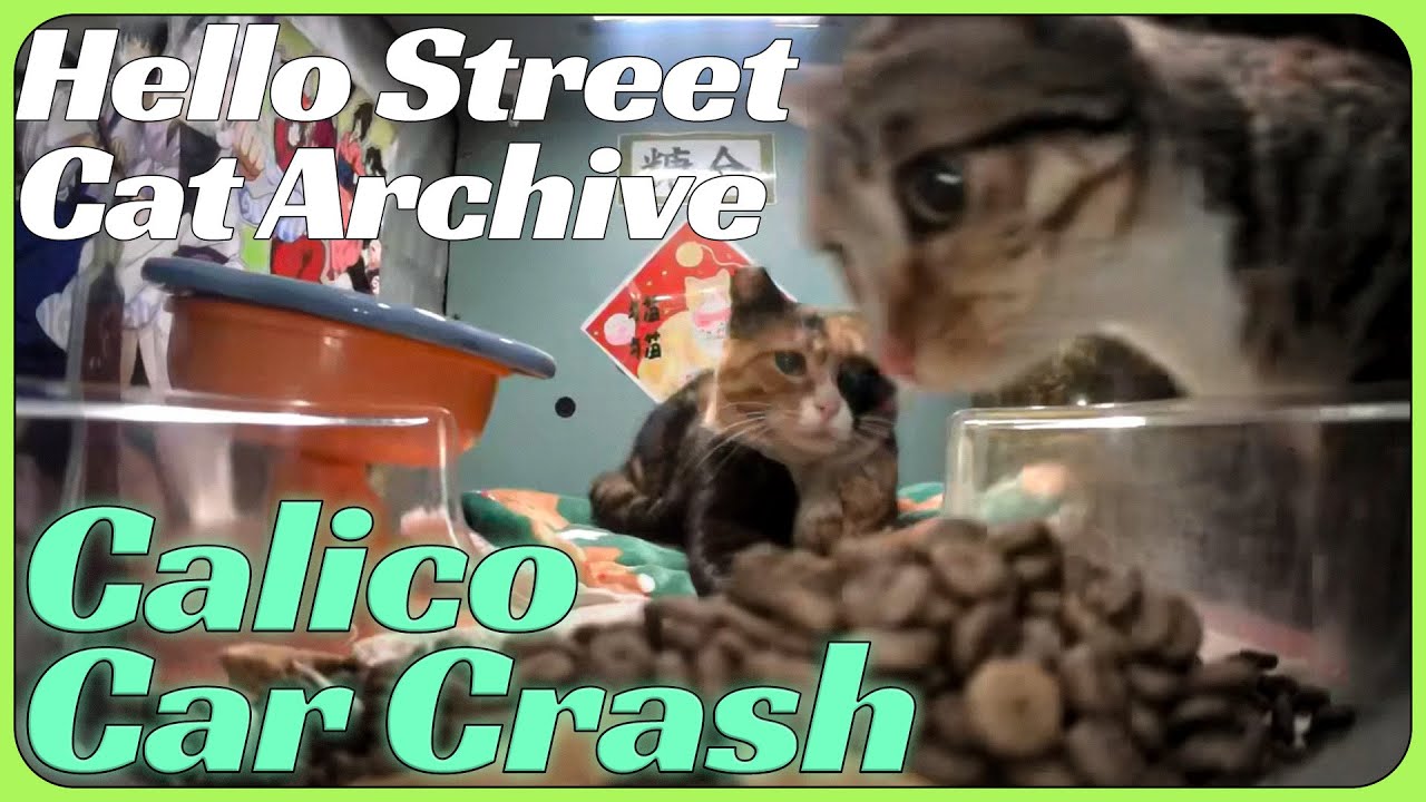 Calico Car Crash at Ms. Dress Feeder! 🐈😸 Hello Street Cat 4/17/25 Pt 1