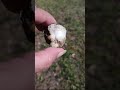 Crystals/Stones In Volusia County Florida... 🥰