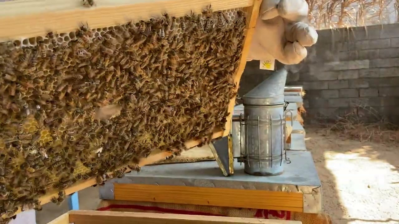 ٨ أكتوبر، ٢٠٢٢ بداية تجميع النحل لعسل السدر 🐝🍯