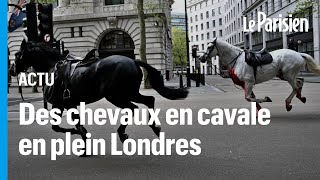 Londres : des chevaux s’échappent et sèment la pagaille en plein centreville
