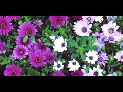 Pinkshinyultrablast - Marigold