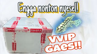 Unboxing Spek VVVVIIP Burayak Kamfa F2 Thailand!