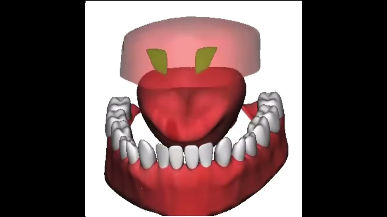 الحروف الأسلية ( حروف الصفير ) ( ص ، ز ، س )
