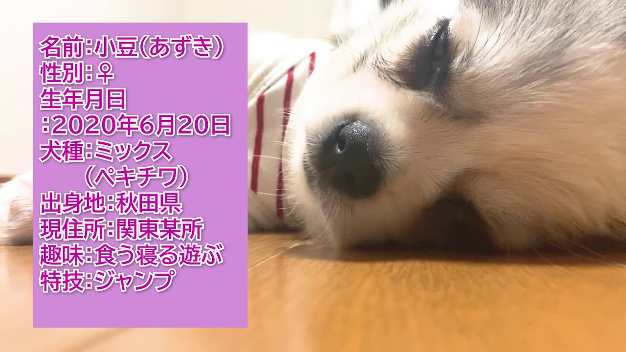 初めまして 自己紹介 お昼寝 Youtube 初めまして 自己紹介 お昼寝 Youtube