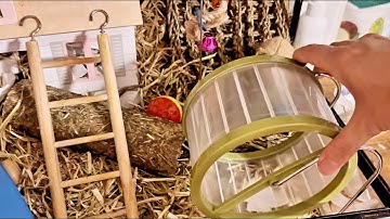 Clean and set up your mouse enclosure with me