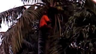 Coconut Tree Climbing Monkey Man