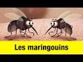 Les maringouins  ttes  claques