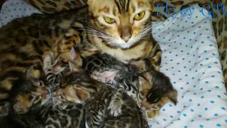 Bengal cat. бенгальские котята, новорожденные бенгальские котята Bengal cat. бенгальские котята, новорожденные бенгальские котята