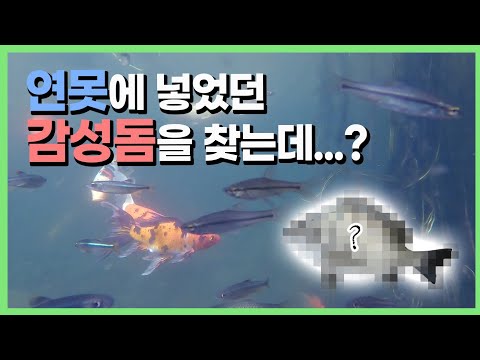 민물에 들어간 감성돔 찾는데.. 너네가 왜 나와?😅
