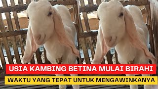 Download lagu USIA KAMBING BETINA MULAI BIRAHI SERTA WAKTU YANG TEPAT UNTUK MENGAWINKANYA