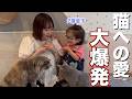 【京都】念願の猫カフェで息子のテンション爆あがり