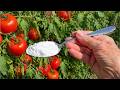 Jedna łyżeczka odmieni twoje pomidory, zobacz to już teraz