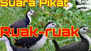 Suara pikat Ruak-ruak terbaru di jamin ampuh memanggil Ruak-ruak / truwok liar