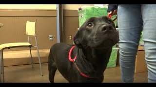 Meet our Young-Williams Pet of the Week: Lucy