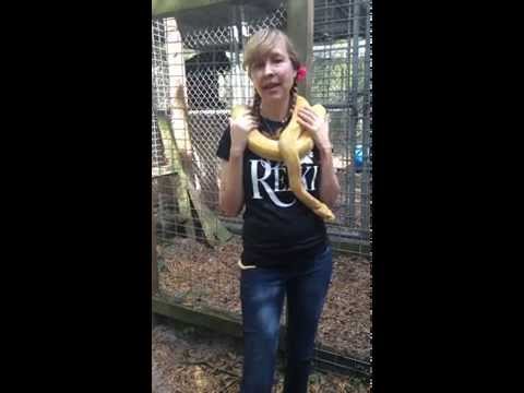 How Animals Help Us To "Be Reiki" Tutorial | Animal Reiki Source