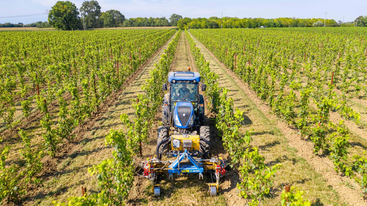 Подрыв и фитосанитарная обработка виноградников | Az Agr. Элиза