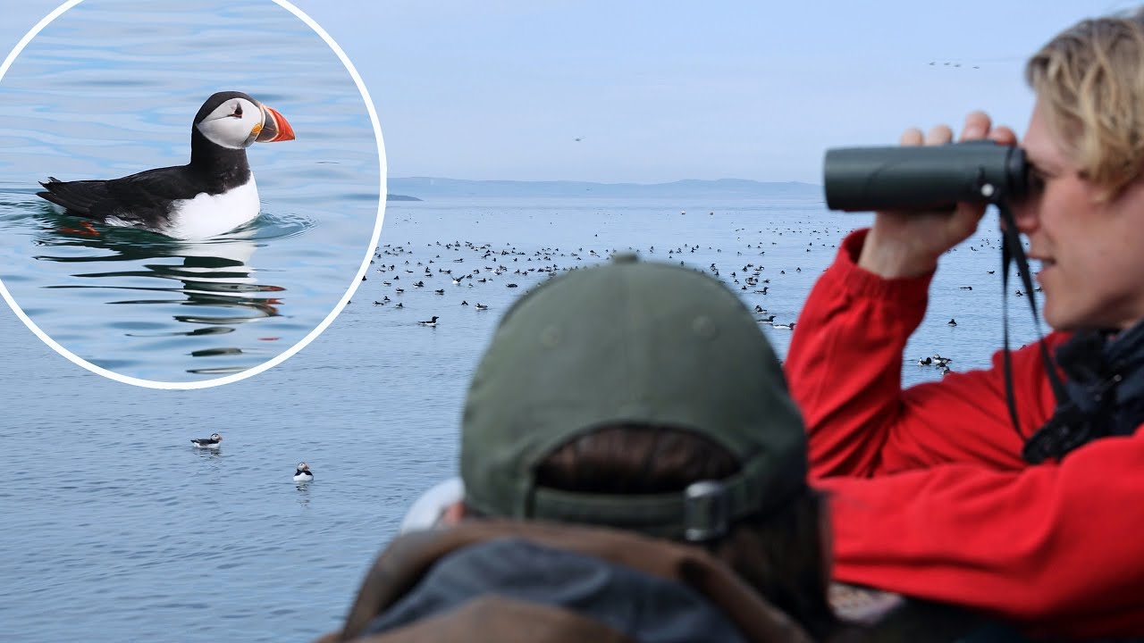 Vogels kijken op de Farne-eilanden