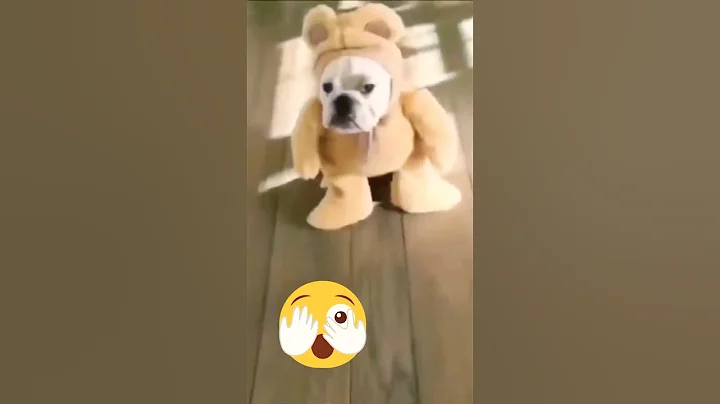 Video 6454431: cutest cat dogs pets, cats dogs pets funniest, cat funny pets dog, cat dog pets cute, funny cats dogs clean, laugh clean funny cat