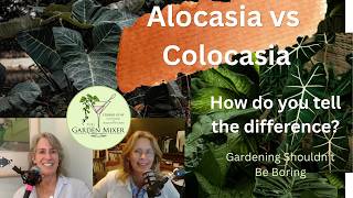Alocasia vs Colocasia How To Tell the Difference