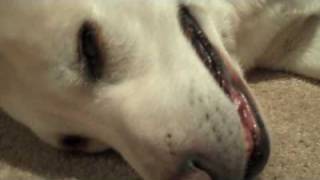 Retarded Dogs