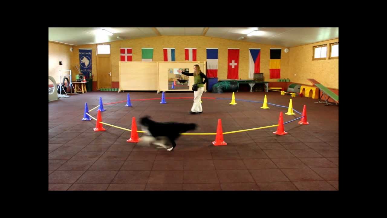 Demo - Longierzirkeltraining mit Hund - von Anja Jakob www.clickntrick.de und www.anjajakob.com