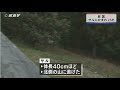サルにかまれ女性がけが 山口県岩国市由宇町(動物愛誤)(製造車禍.人身被害)(Animal Attacks)(アニマルホーダー.Animal Hoarding)(猴痘.サル痘)(Bウイルス病(狂犬病)