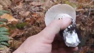 Boletus edulis y paisajes Sierra de Gata