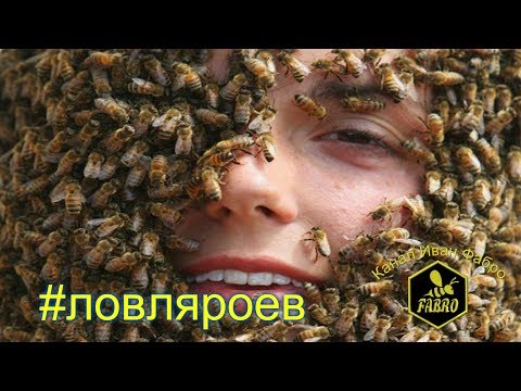 Ловля пчелороев Ловля пчелороев