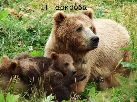 Βίντεο: Ζώα από αειθαλή δάση και θάμνους