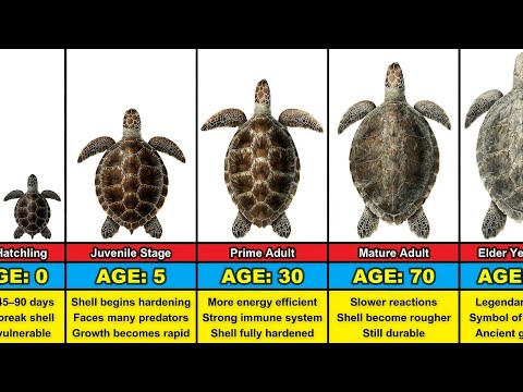 Turtle Transformation From 0 to 100 Years Old