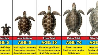 Turtle Transformation From 0 to 100 Years Old