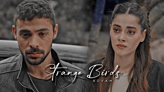 RüYam | Rüya and Yaman - Strange Birds (Yabani)