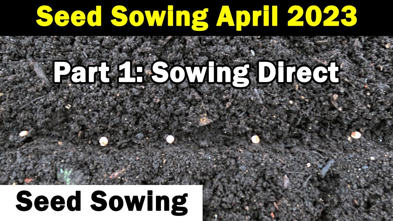 Seeds to Sow in April Seed Sowing in April 2023 Vegetable Seed Sowing Green Side Up YouTube