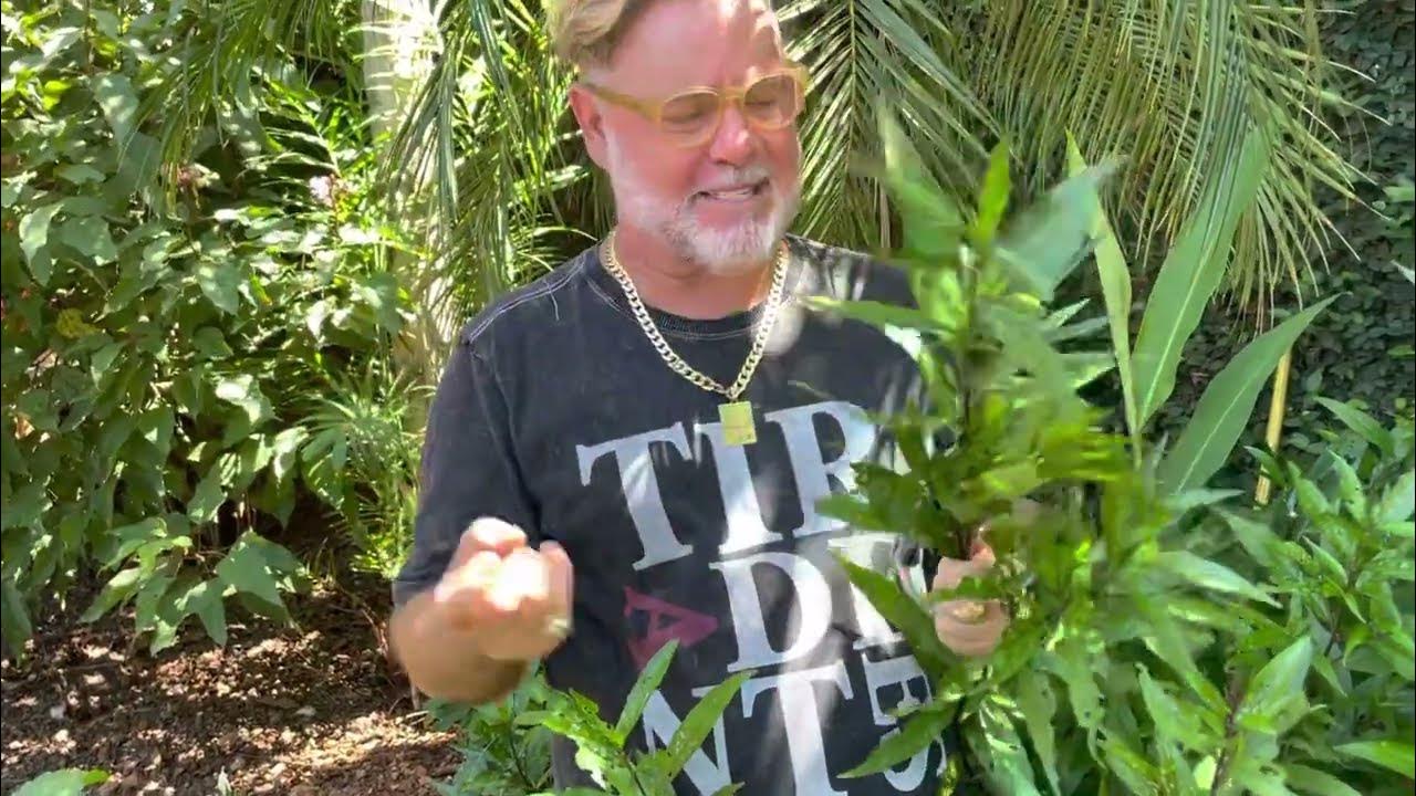 A PLANTA QUE VAI TE PROTEGER EM TODOS OS SENTIDOS!!! QUEBRADEMANDA YouTube