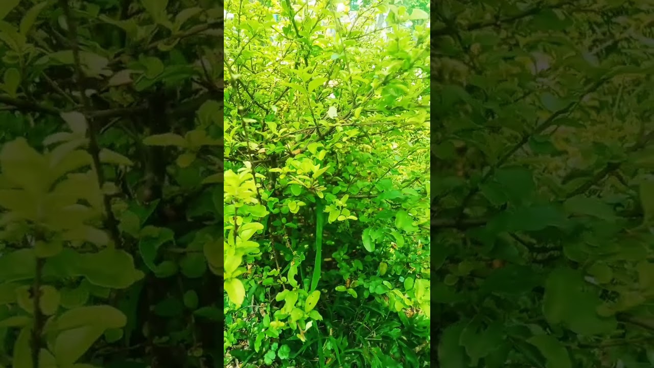 Tanaman hijau indah di pandan.