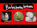 Birbs borbs and birbiesinternet names for birds