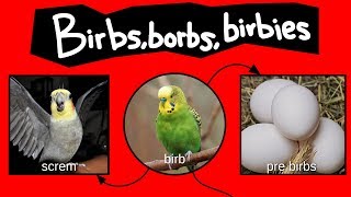 Birbs, borbs, and birbies—Internet Names for Birds screenshot 2