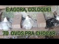 E AGORA, COLOQUEI MAIS DE 70 OVOS PARA CHOCAR