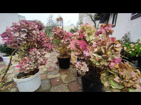 Крупнолистную гортензию в горшках готовлю к зиме 🌿 💐