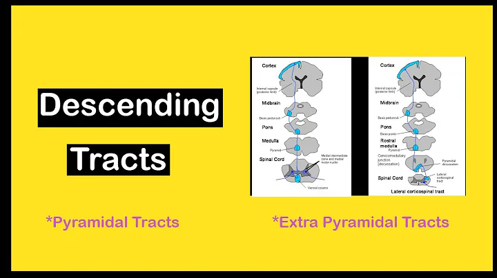 Descending tracts | Nervous System | Medics With Huma |