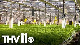 FDA traces cyclosporiasis illness to lettuce News